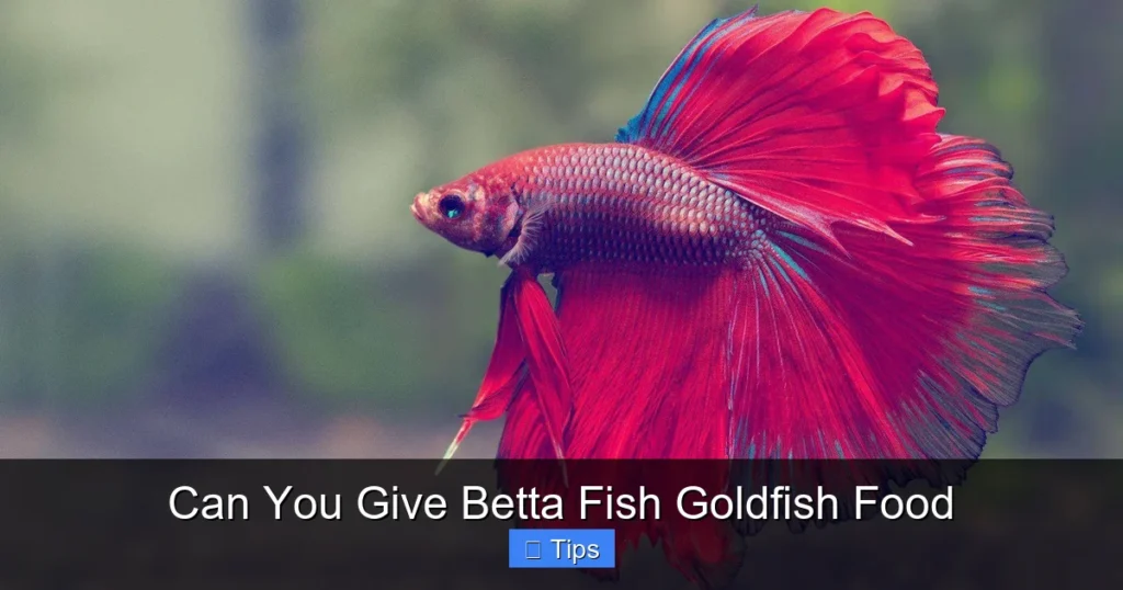 Can You Give Betta Fish Goldfish Food