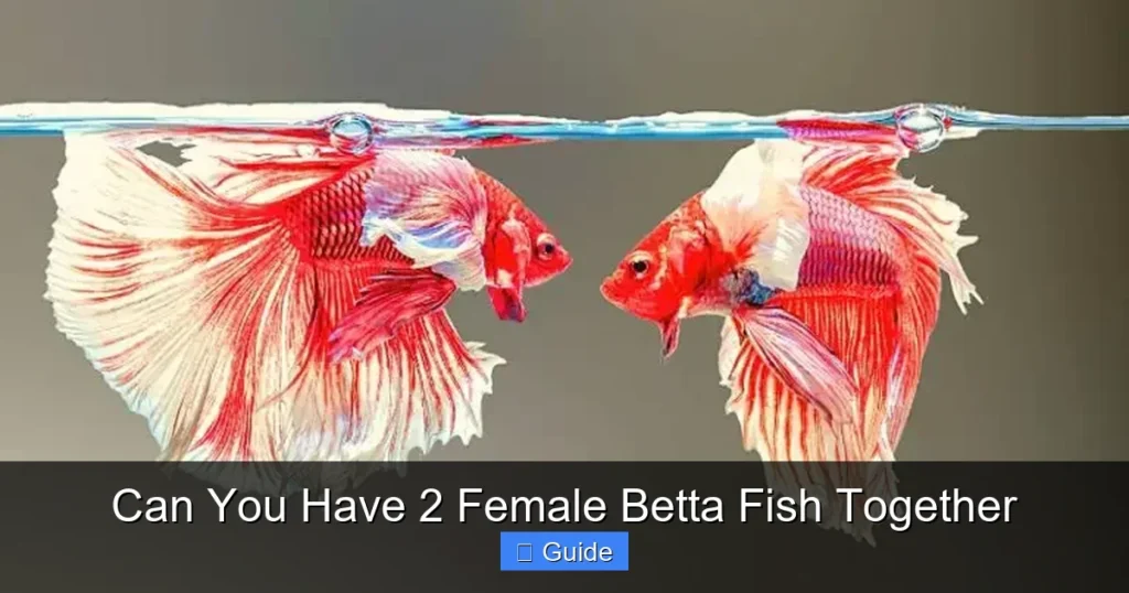 Can You Have 2 Female Betta Fish Together