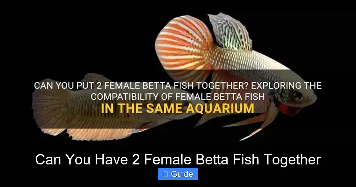 Can You Have 2 Female Betta Fish Together