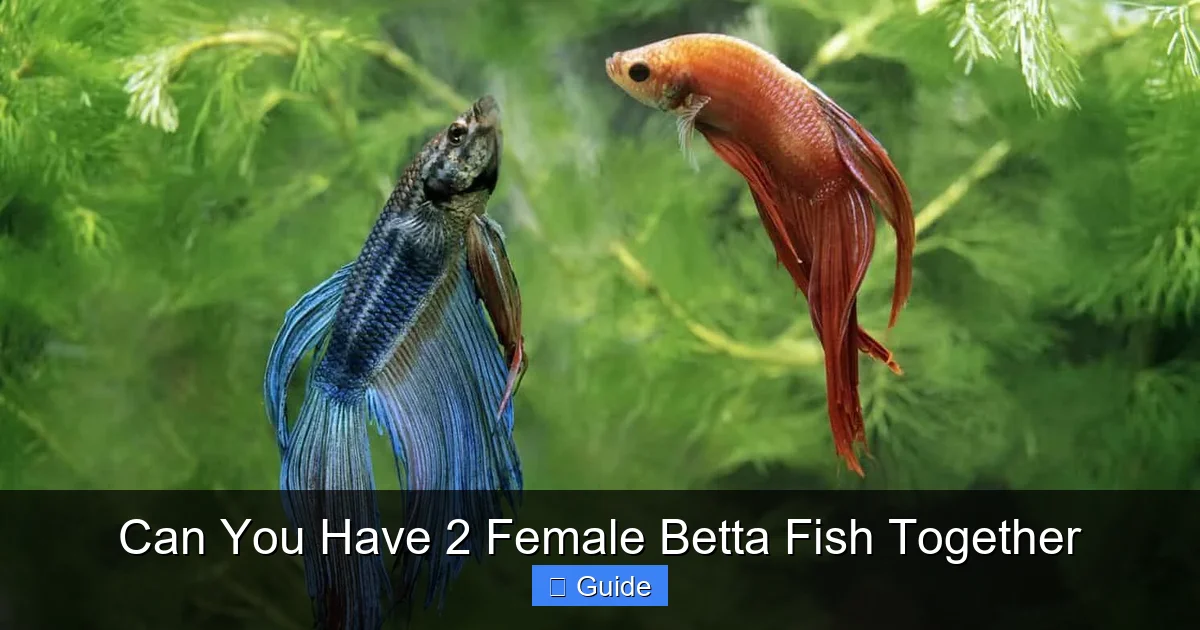 Can You Have 2 Female Betta Fish Together