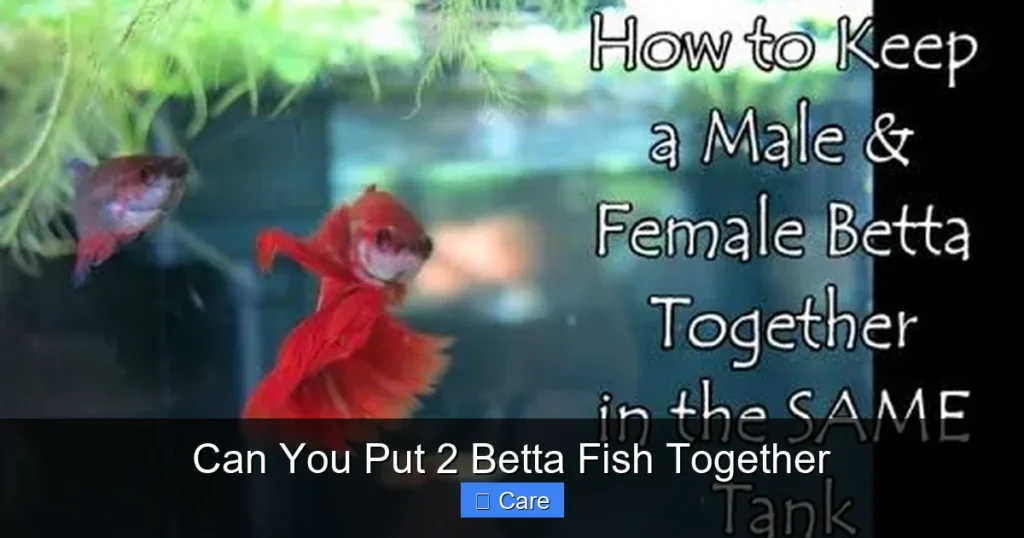 Can You Put 2 Betta Fish Together