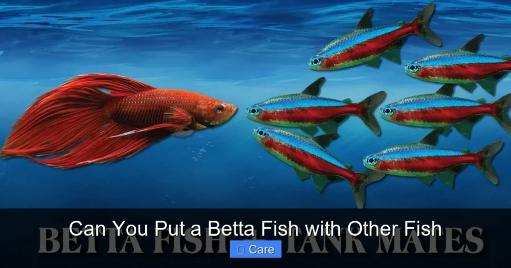 Can You Put a Betta Fish with Other Fish