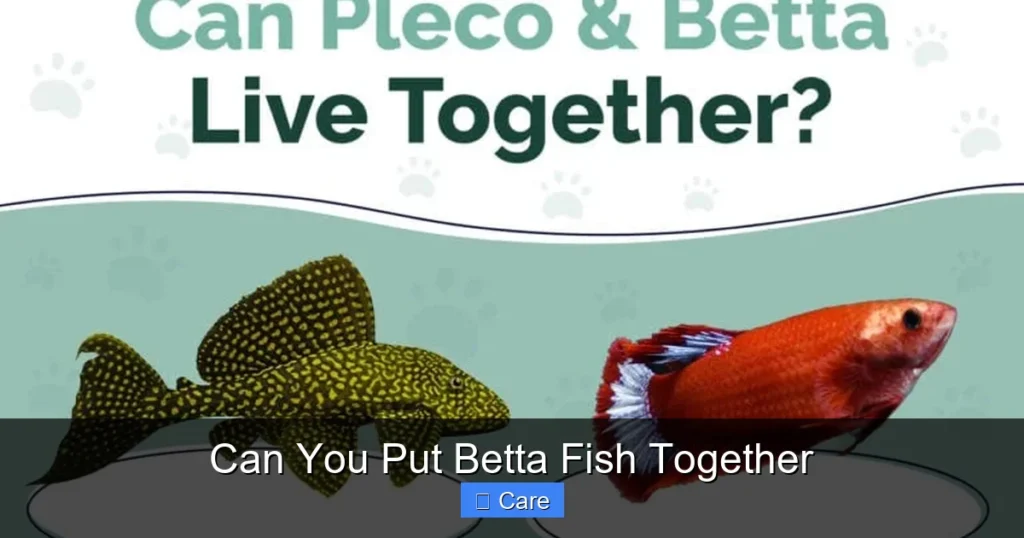 Can You Put Betta Fish Together