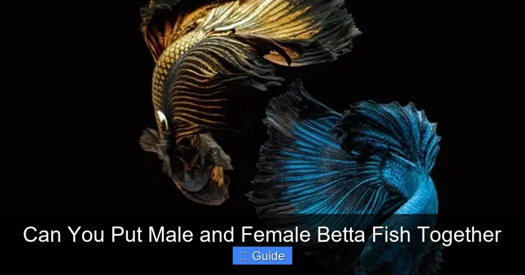Can You Put Male and Female Betta Fish Together
