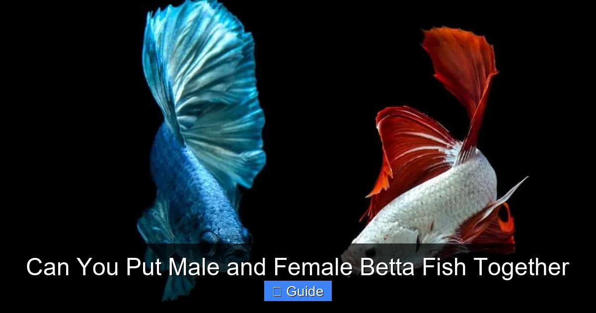 Can You Put Male and Female Betta Fish Together