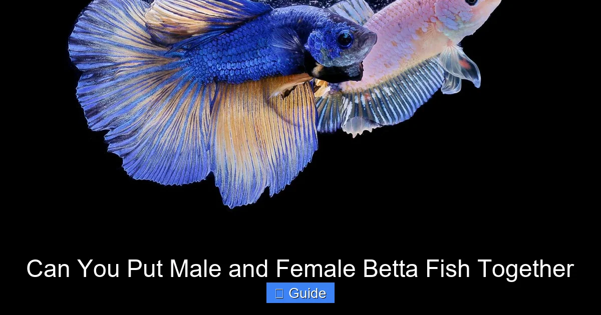 Can You Put Male and Female Betta Fish Together
