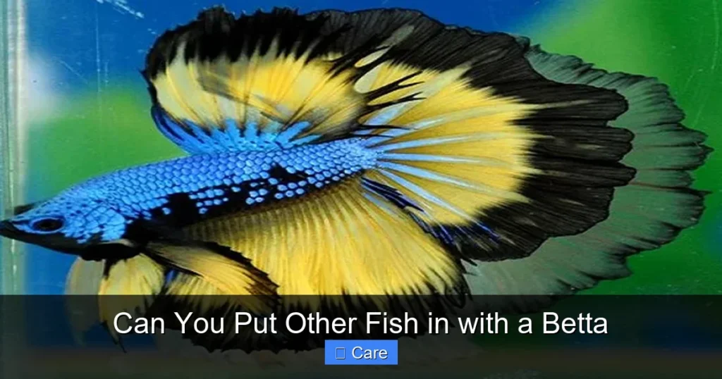 Can You Put Other Fish in with a Betta
