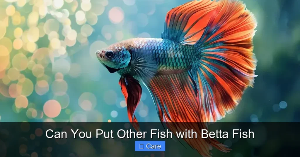Can You Put Other Fish with Betta Fish
