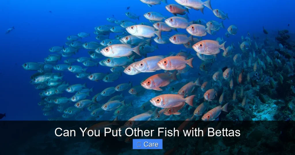 Can You Put Other Fish with Bettas