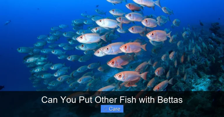 Can You Put Other Fish with Bettas