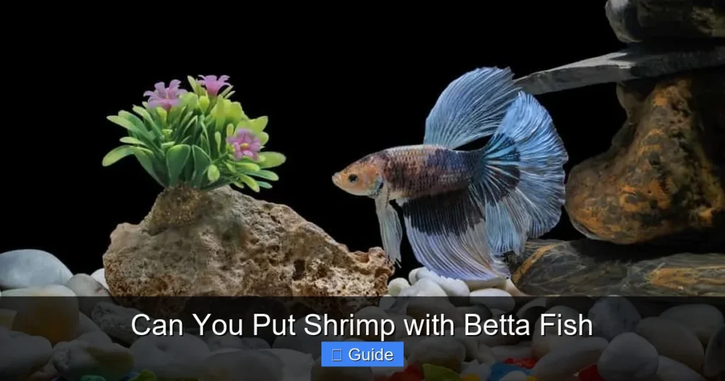 Can You Put Shrimp with Betta Fish