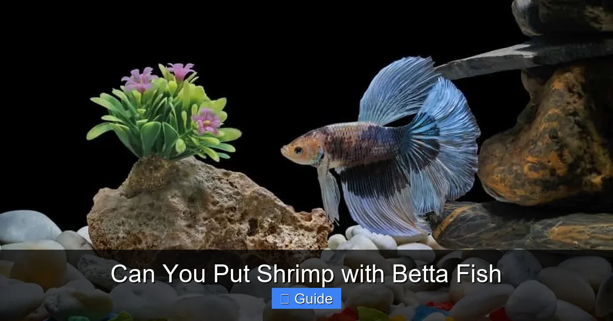 Can You Put Shrimp with Betta Fish