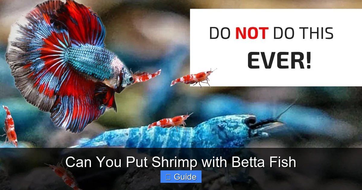 Can You Put Shrimp with Betta Fish