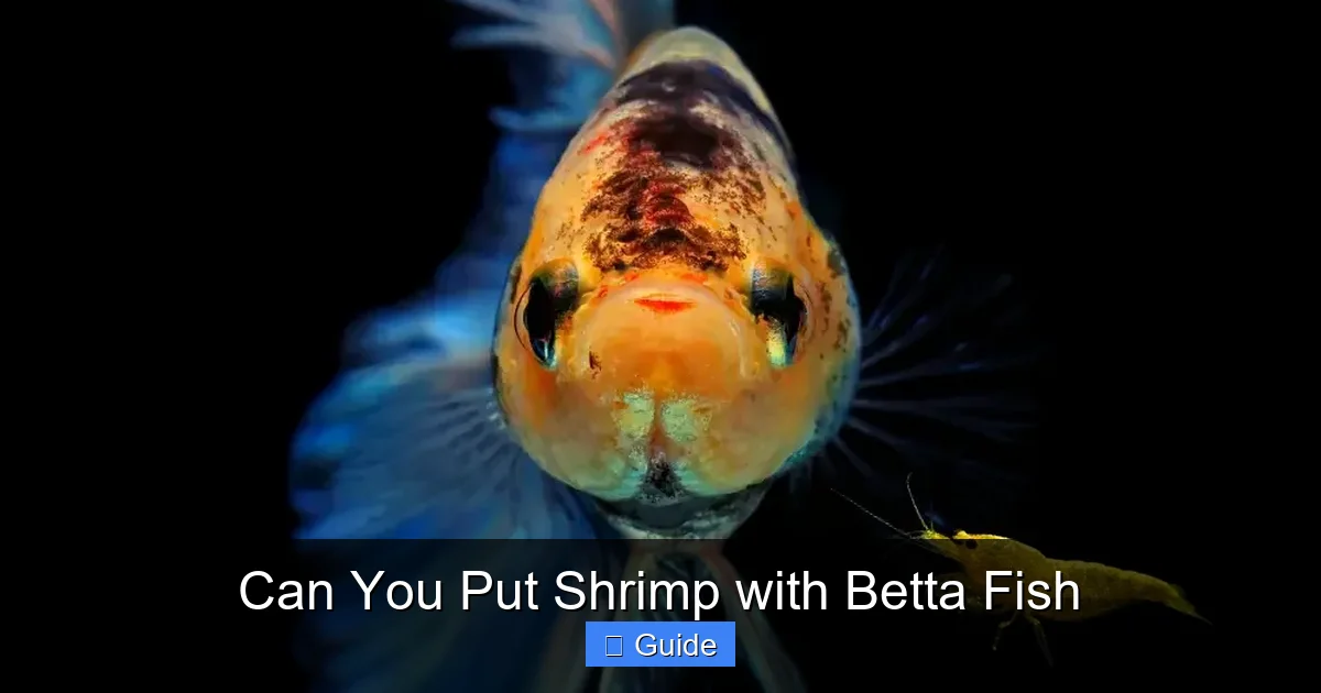 Can You Put Shrimp with Betta Fish