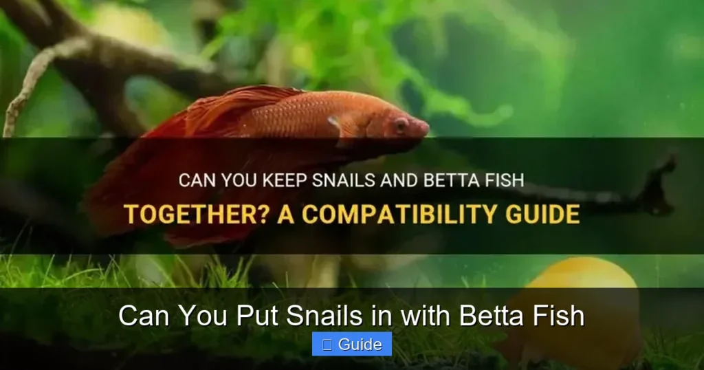 Can You Put Snails in with Betta Fish