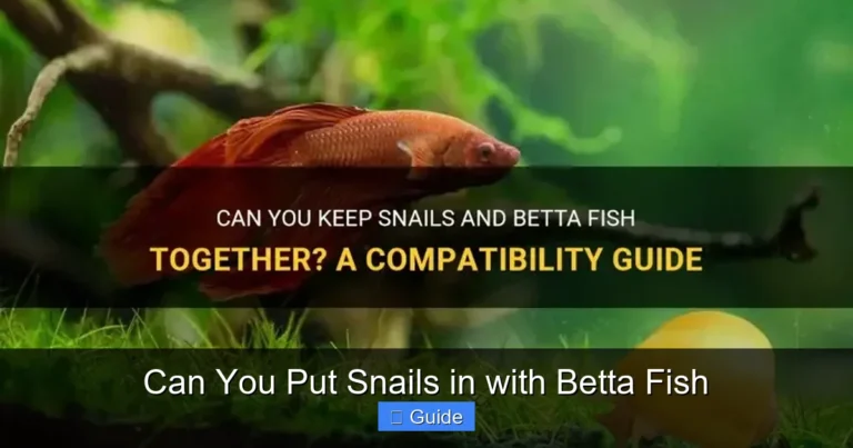 Can You Put Snails in with Betta Fish