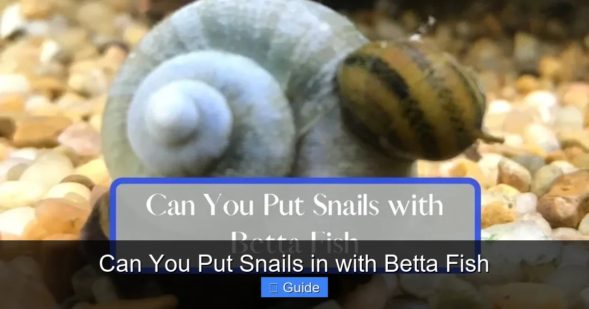 Can You Put Snails in with Betta Fish