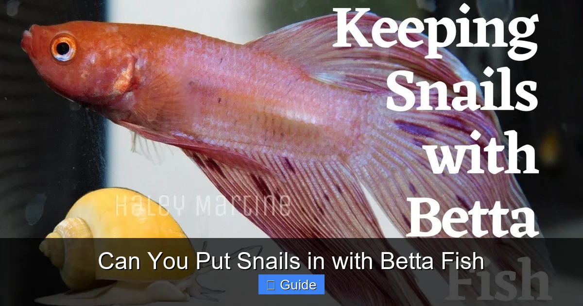 Can You Put Snails in with Betta Fish