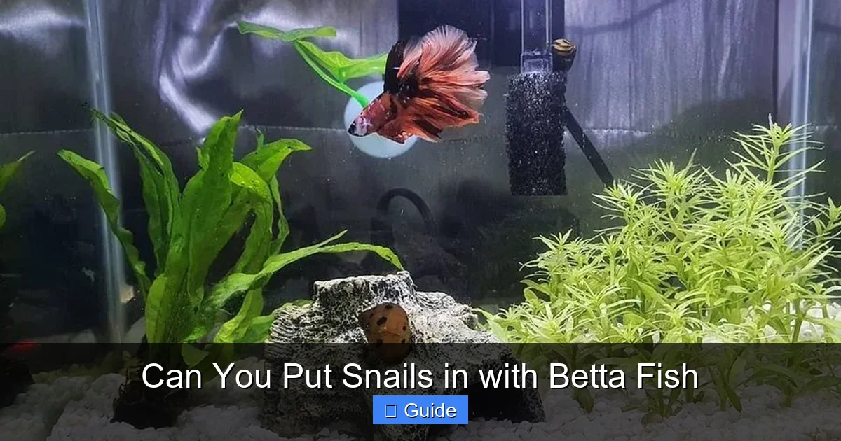 Can You Put Snails in with Betta Fish