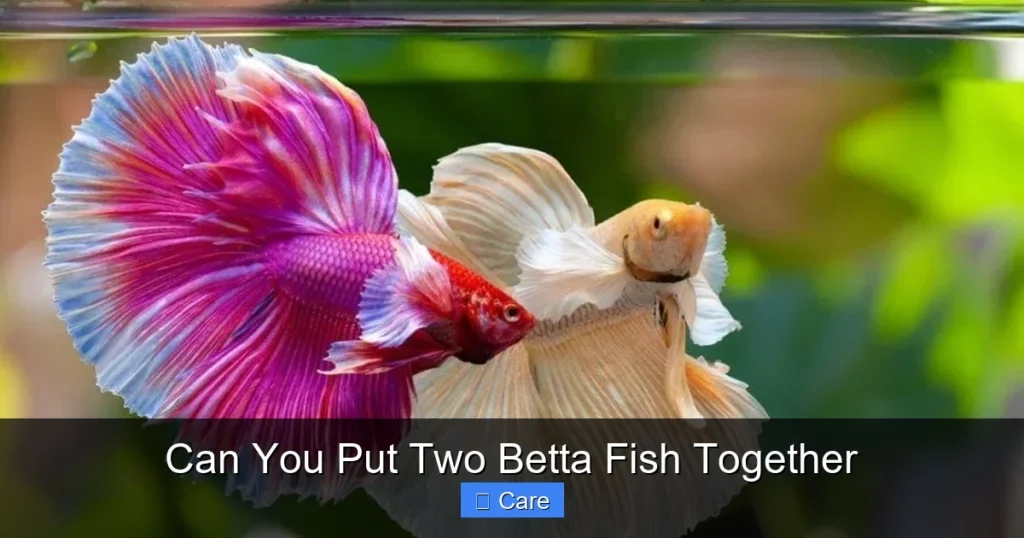 Can You Put Two Betta Fish Together