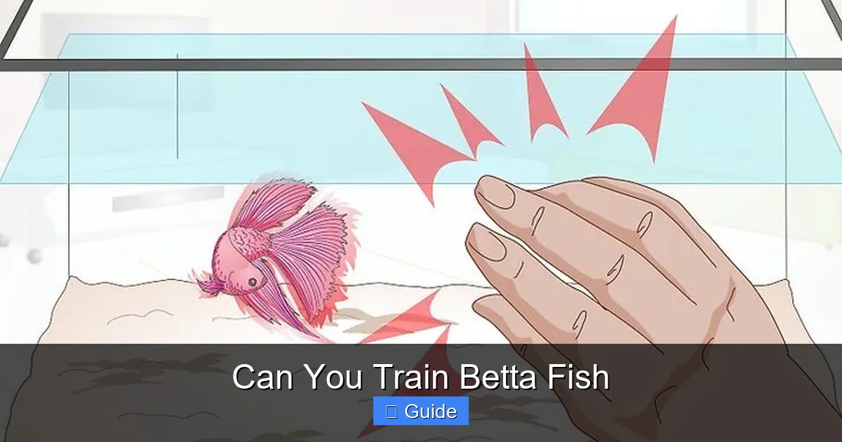 Can You Train Betta Fish