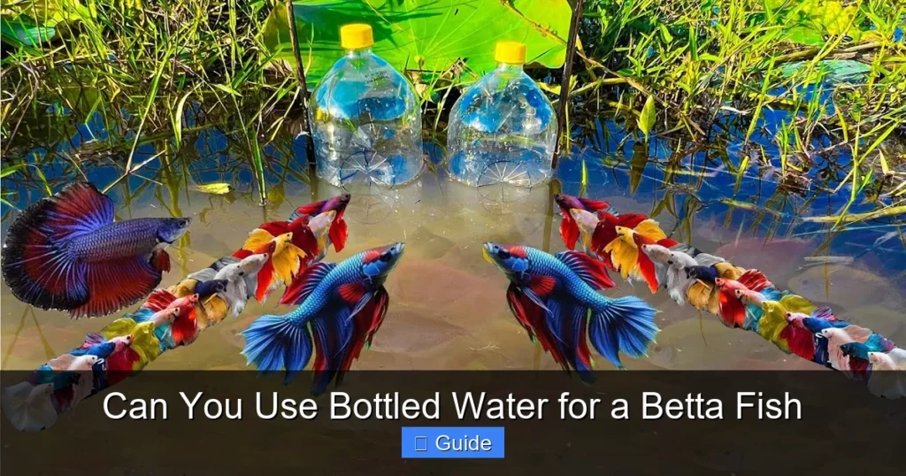 Can You Use Bottled Water for a Betta Fish