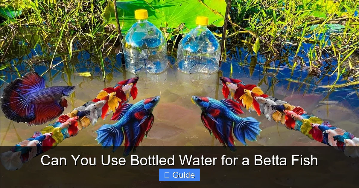Can You Use Bottled Water for a Betta Fish