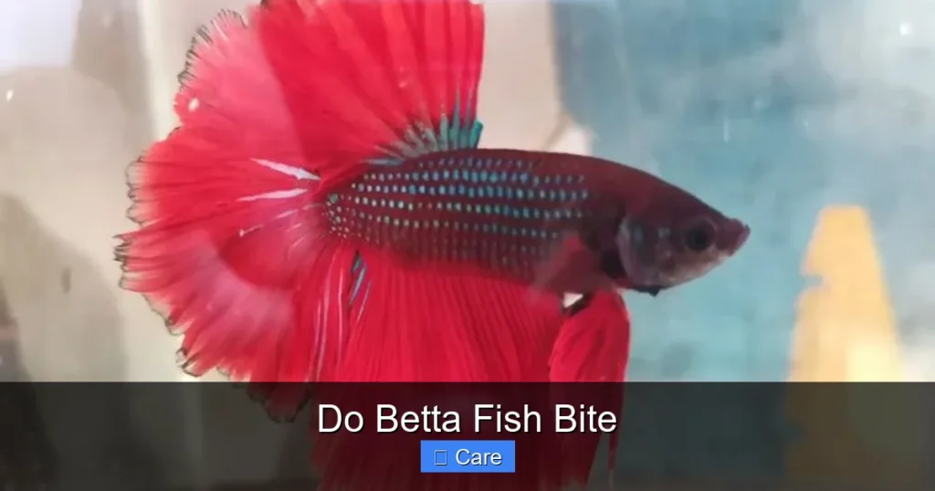 Do Betta Fish Bite