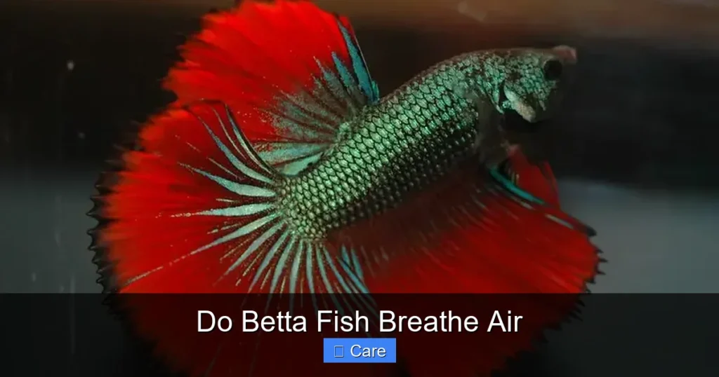 Do Betta Fish Breathe Air