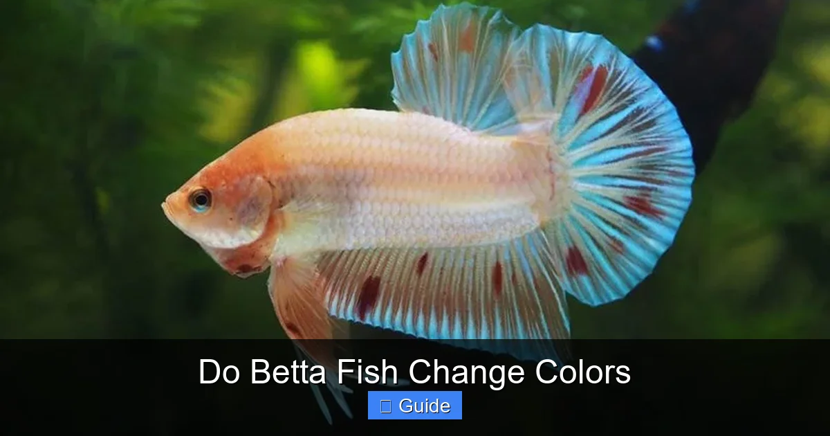 Do Betta Fish Change Colors