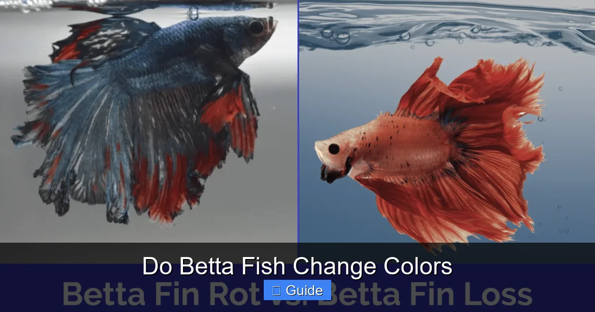 Do Betta Fish Change Colors