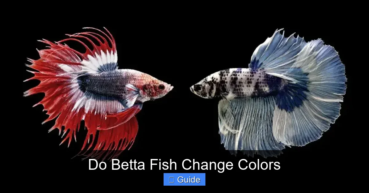 Do Betta Fish Change Colors