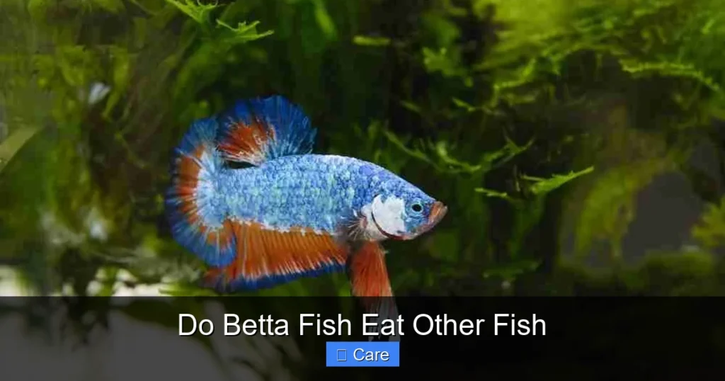 Do Betta Fish Eat Other Fish
