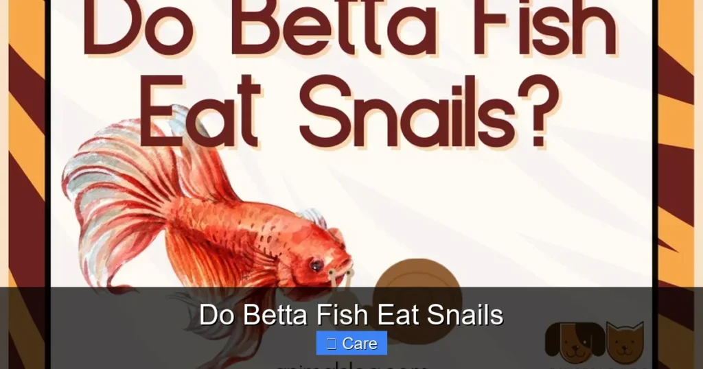Do Betta Fish Eat Snails