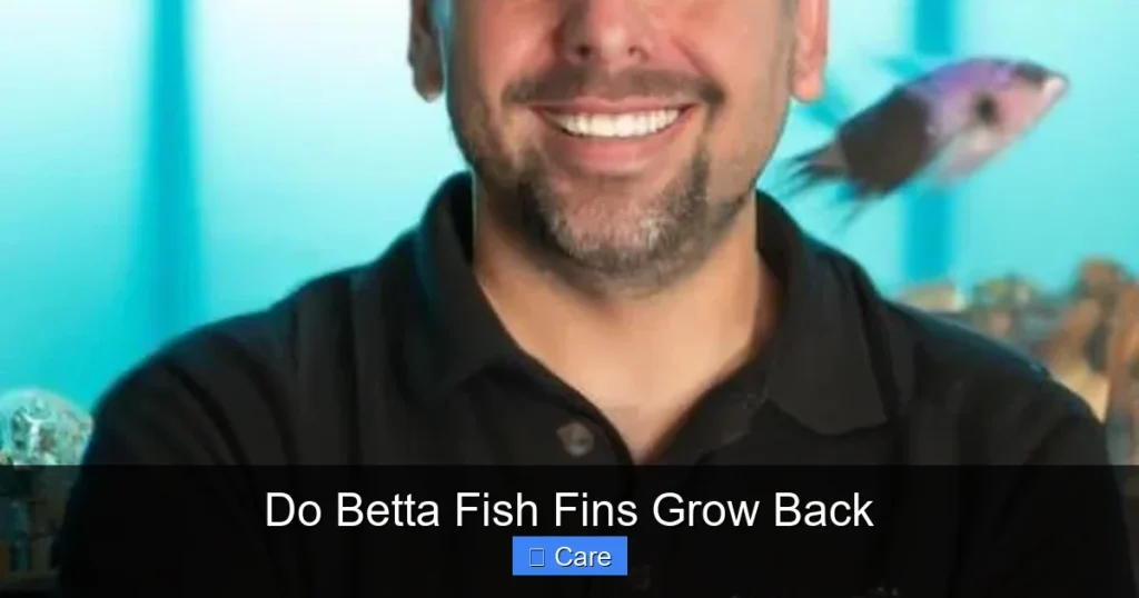 Do Betta Fish Fins Grow Back