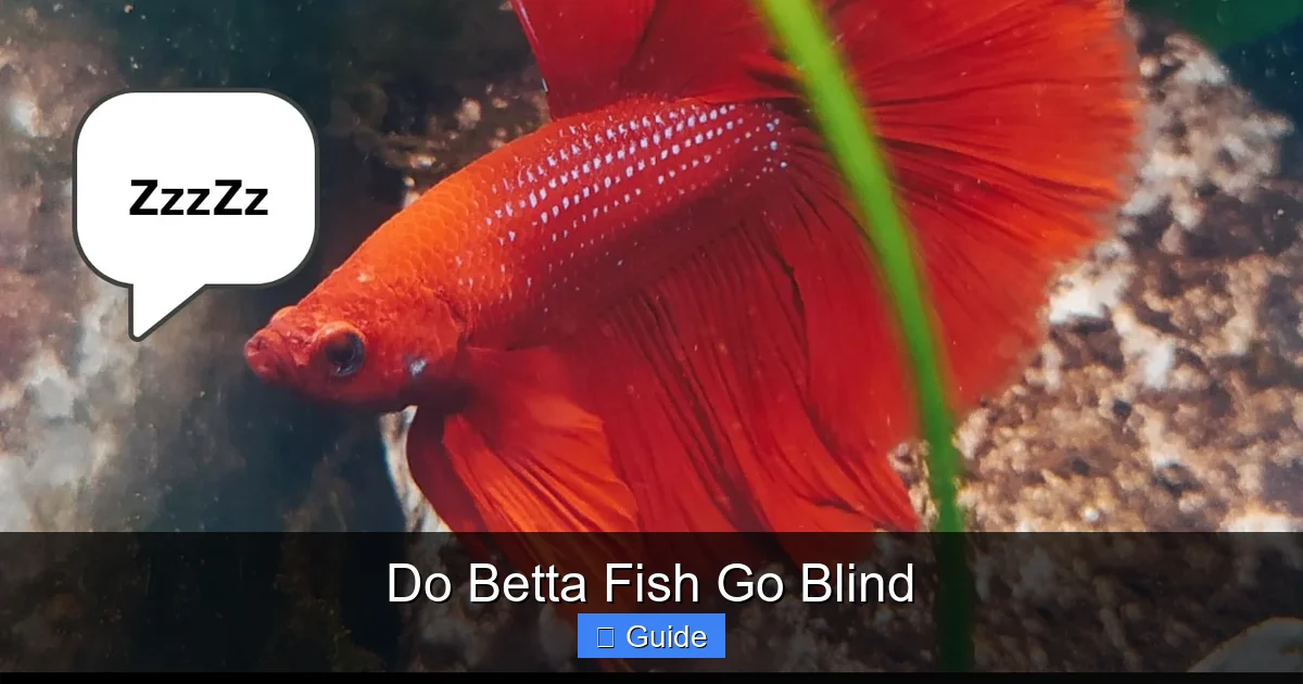 Do Betta Fish Go Blind