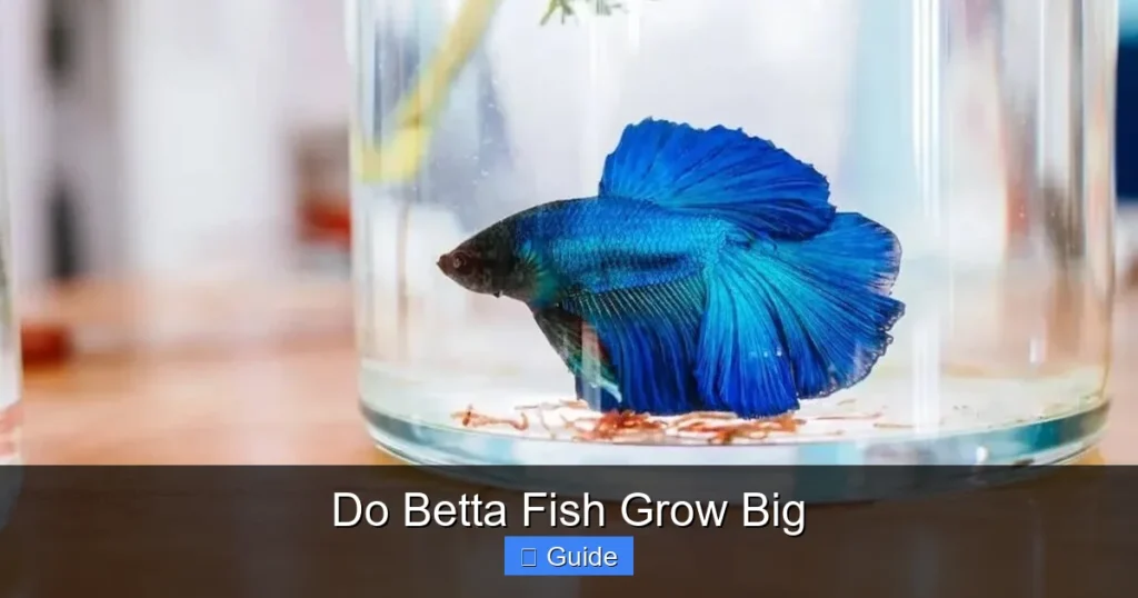 Do Betta Fish Grow Big