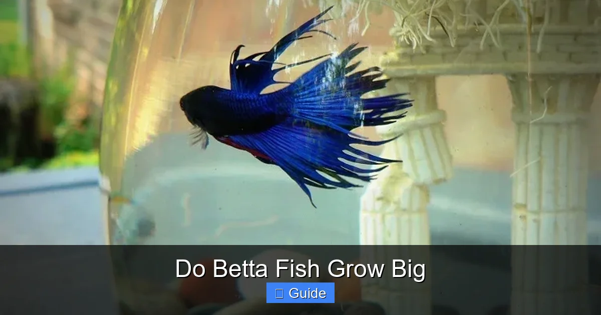 Do Betta Fish Grow Big