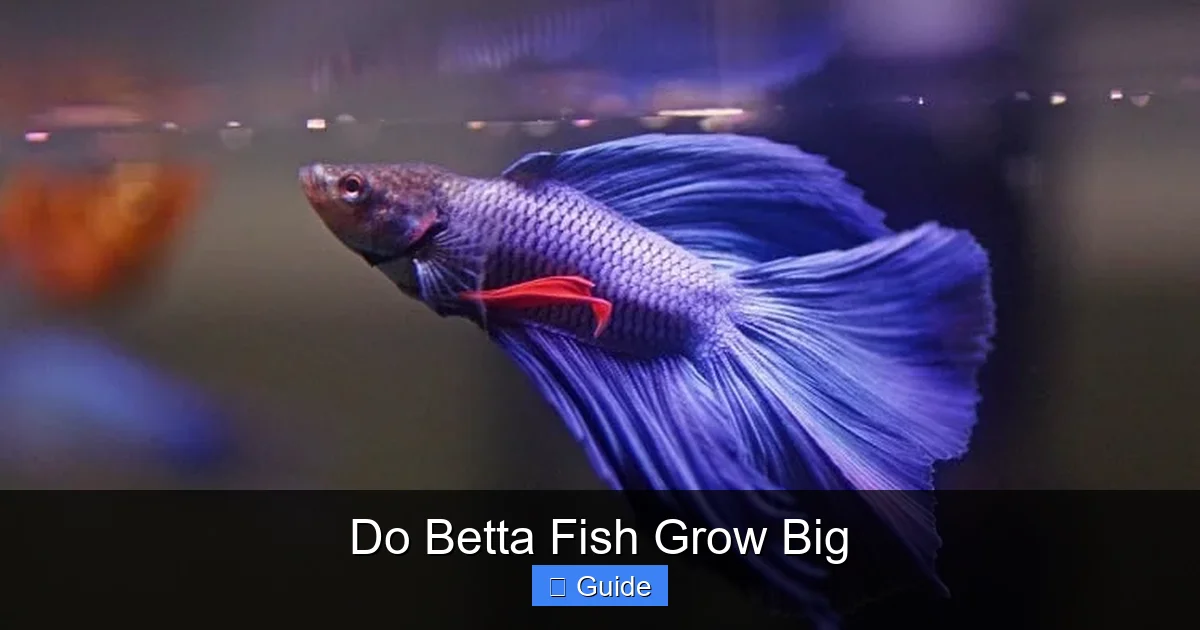 Do Betta Fish Grow Big