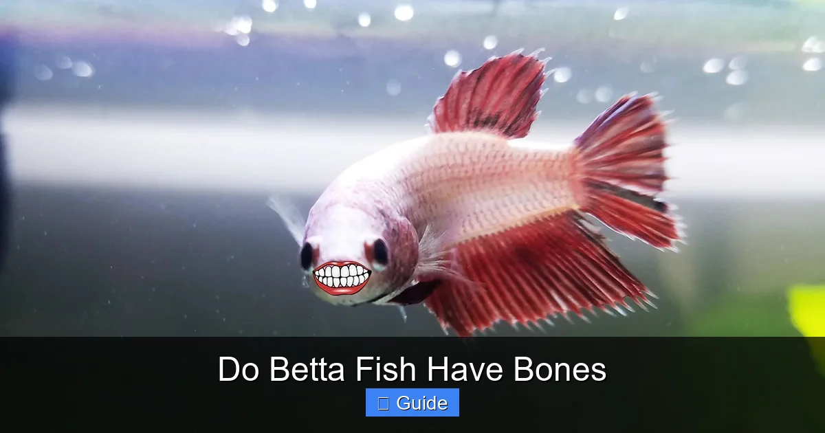 Do Betta Fish Have Bones