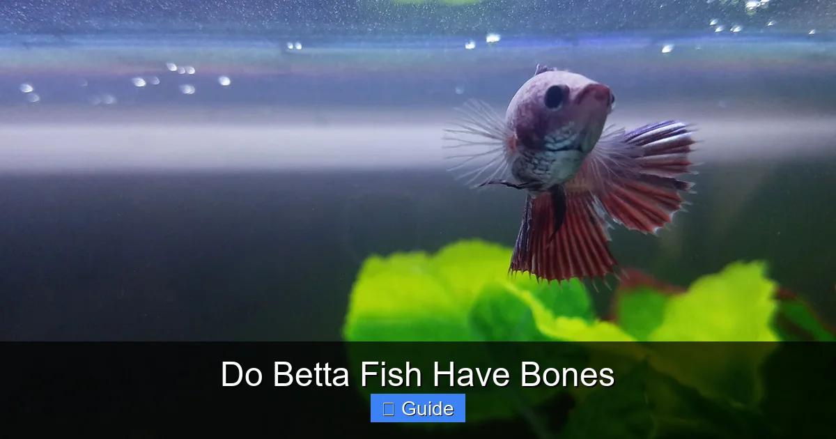 Do Betta Fish Have Bones