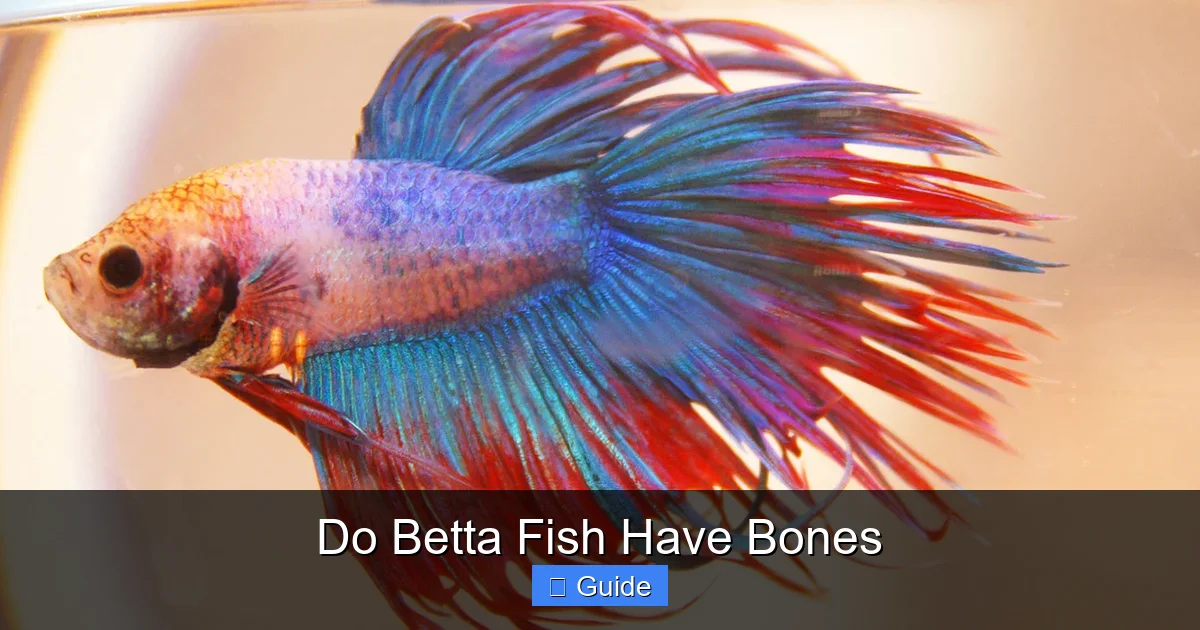 Do Betta Fish Have Bones