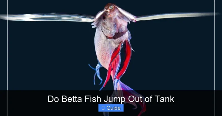 Do Betta Fish Jump Out of Tank