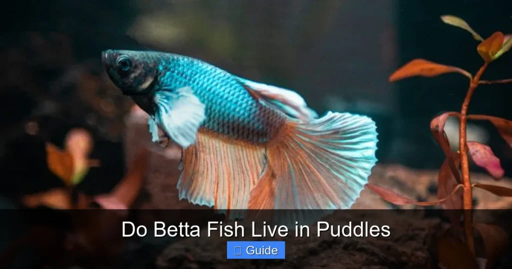 Do Betta Fish Live in Puddles