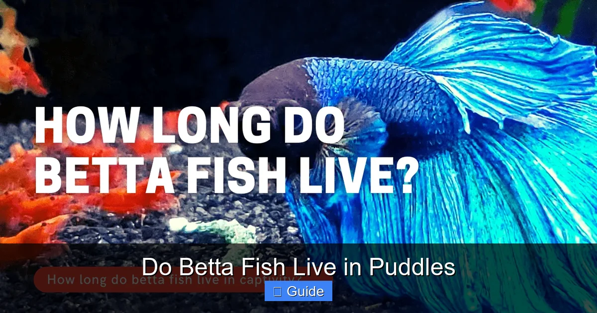 Do Betta Fish Live in Puddles