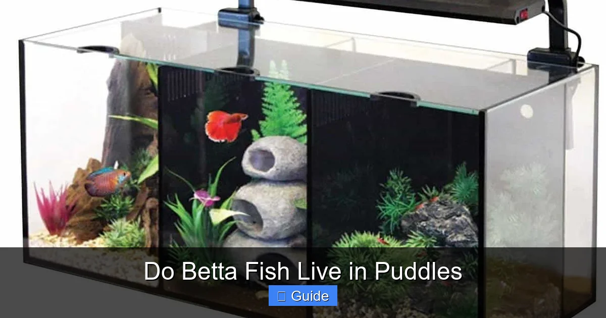 Do Betta Fish Live in Puddles
