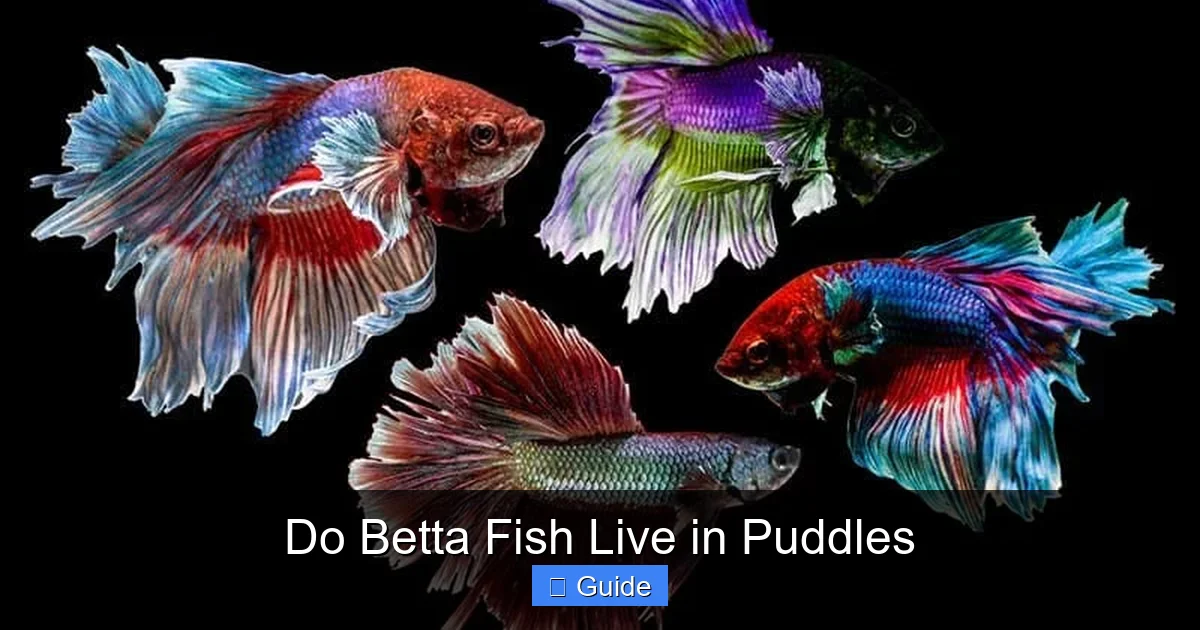 Do Betta Fish Live in Puddles