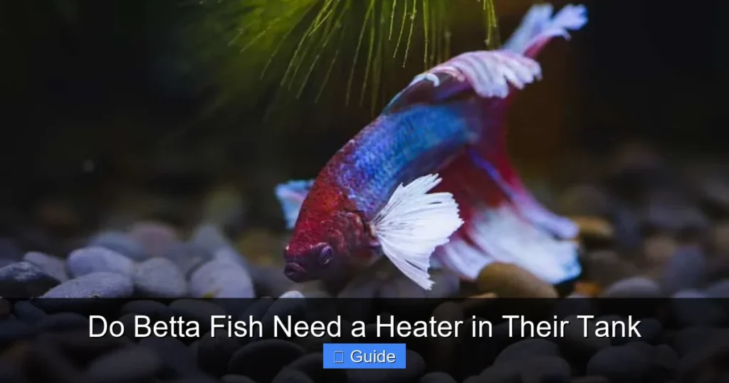 Do Betta Fish Need a Heater in Their Tank