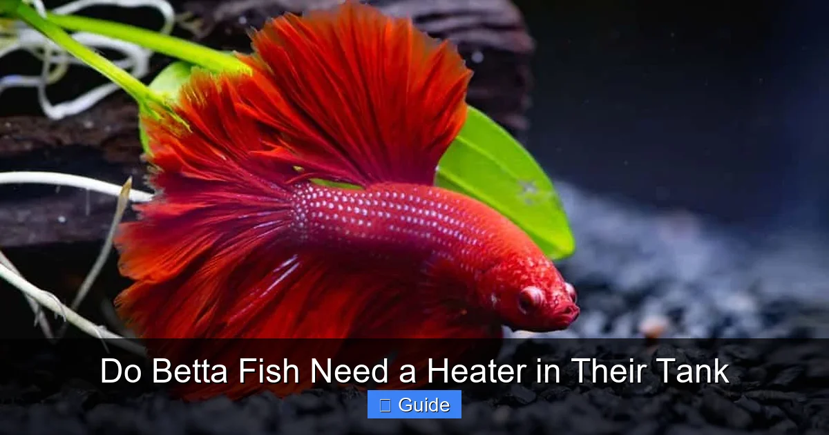 Do Betta Fish Need a Heater in Their Tank