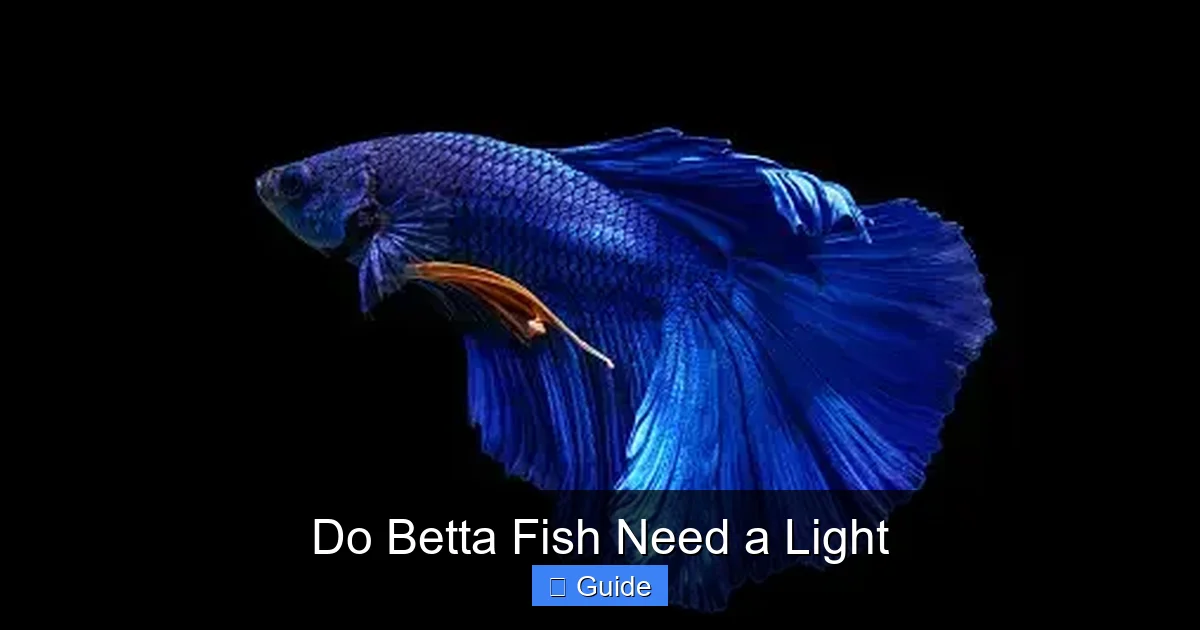 Do Betta Fish Need a Light